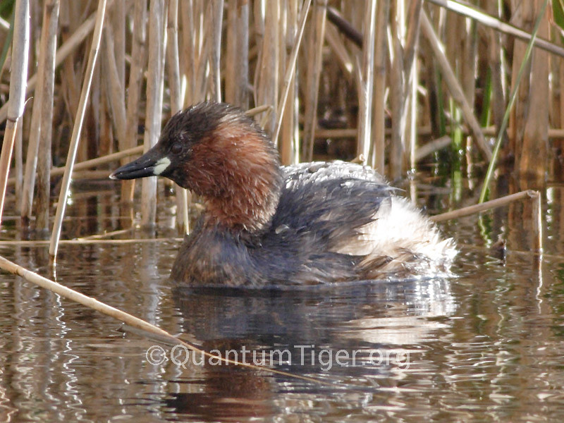 A little grebe at Fowlmere RSPB reserve. There were several of these little fellows about and they are a most amusing bird to watch. Quite boisterous!