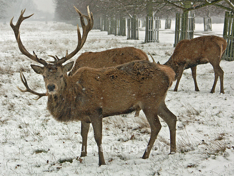A group of three stags grazing in the snow