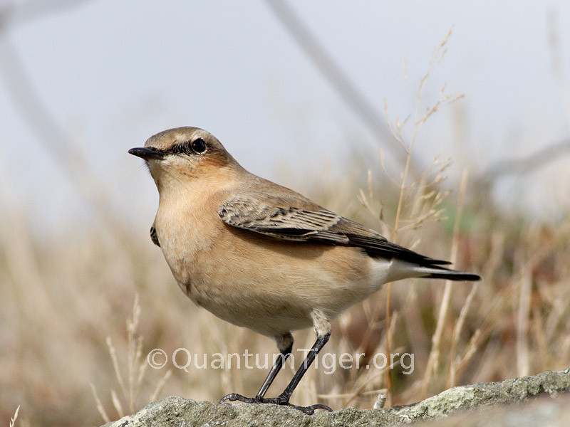 This wheatear kept hopping along the wall in front of me. It took me a long time to persaude her to let me get close