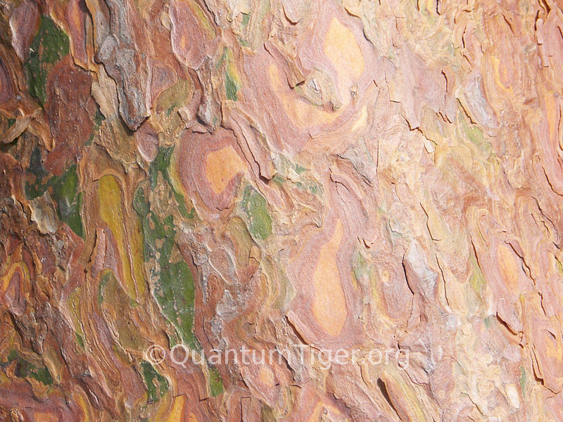 Patterns in tree bark