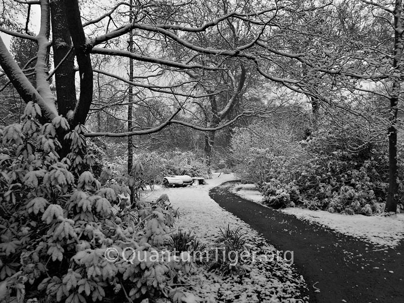 Snow in the Woodland Gardens of Bushy Park