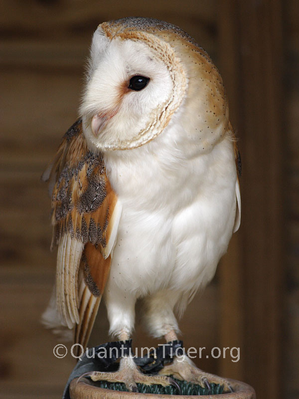 A barn owl at the Shuttleworth Bird of Prey Centre.