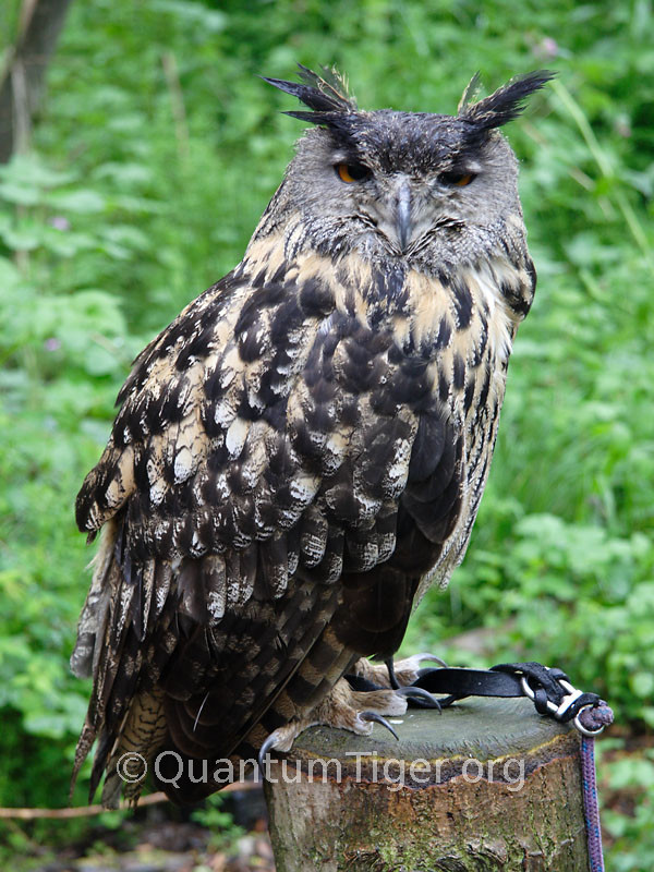 An Eagle Owl at the Rutland Falconry and Owl Centre.