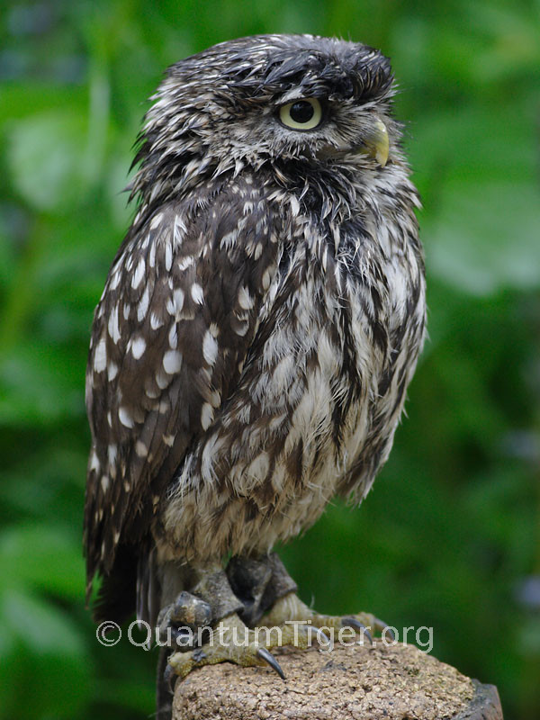 A rather damp looking Little Owl at the Rutland Falconry and Owl Centre.