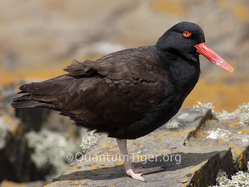 An (appropriately-named) blackish oyster catcher on Sealion Island