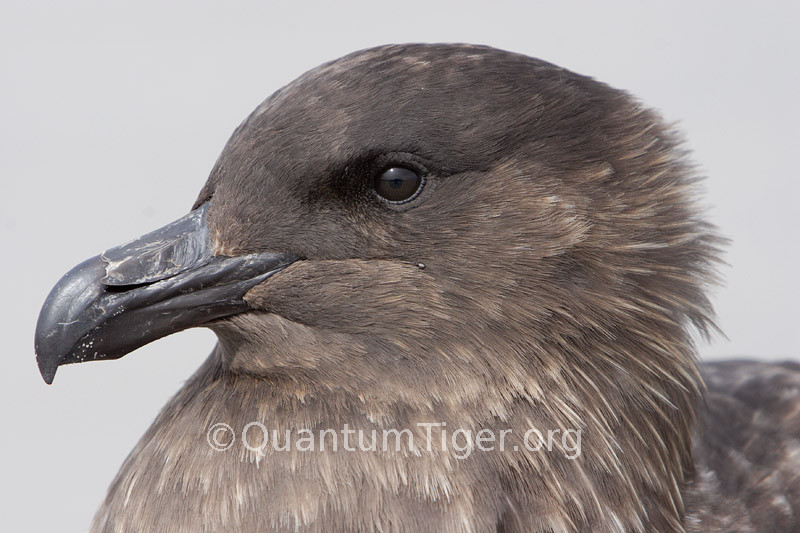 A brown skua (or Falklands skua). This particular bird decided to come and keep me company, walking right up and sitting on the beach next to me for half an hour or so. If you look you can see my reflection in it's eye.