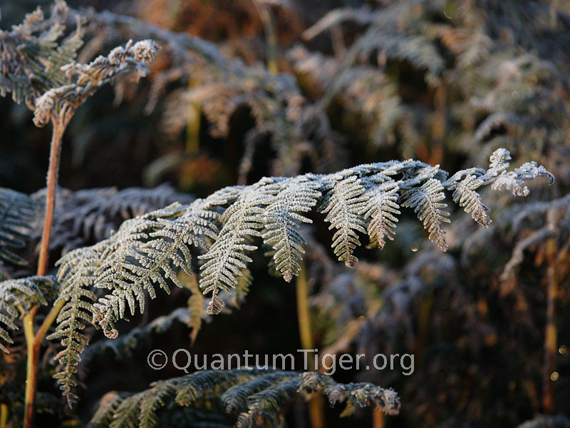 Early morning frost on the new bracken`