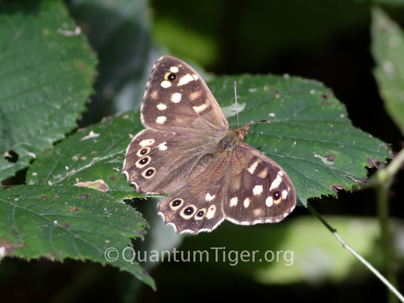 Not a butterfly I recal seeing much of before. There seemed to be a lot of them along the banks of Conniston Water