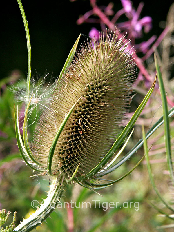 I loved the texture of this teasle, and the seed which it has caught