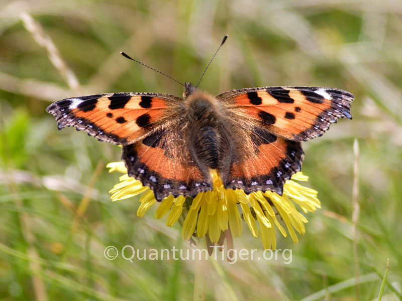 I'm sure that tortoiseshell butterflies used to be much more common. I haven't seen one for ages, but there were plenty on the nature reserve on Walney Island