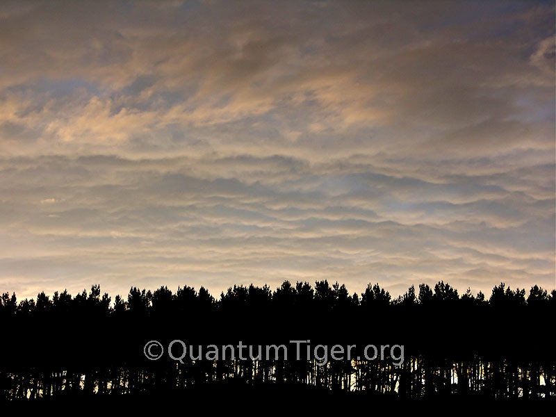 I liked the dramatic contrast between this spiny row of dark pine trees and the soft pink clouds in this shot.