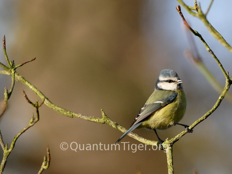 They may be common, but blue tits are still one of my favourite birds. They always seem so cheeky...