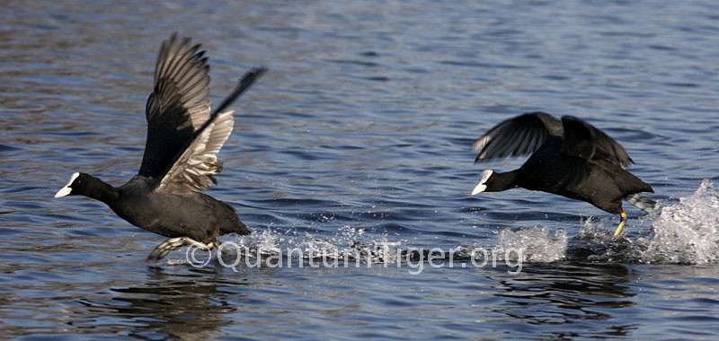 An aggressive coot in hot pursuit of another coot across one of the ponds in Bushy Park.