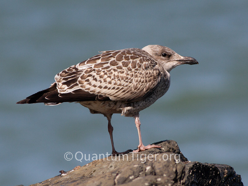 A juvenile gull sits on a rock waiting for his mother to return with some food. Although quite big, he seemed either very dependant or just downright lazy...