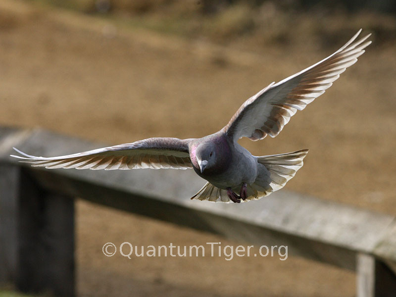 A feral pigeon coming in to land
