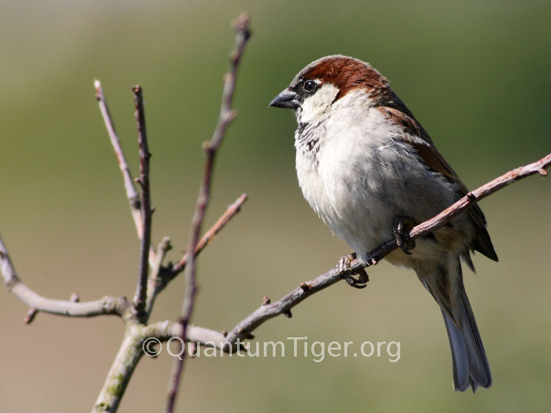 A male house sparrow sitting on a branch. Considering these birds are red status and in decline I seem to be seeing an awefuil lot of them at present...