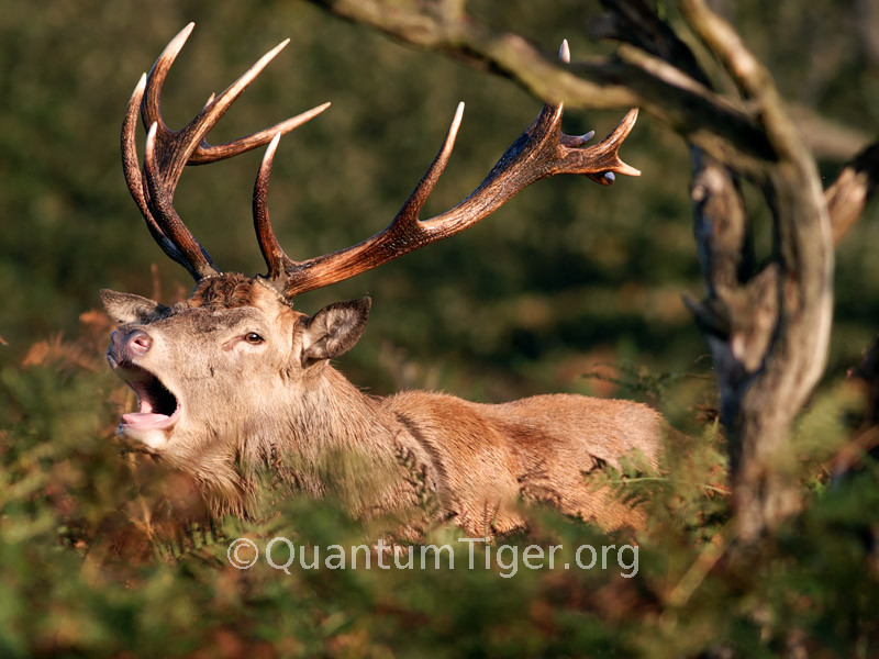 Yet another stag proclaiming his dominance. This one had gathered a few females and was anxious to keep them.