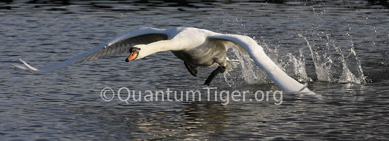 A mute swan taking off
