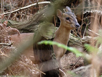 Photograph: Muntjac. Location: Sandy, Bedfordshire