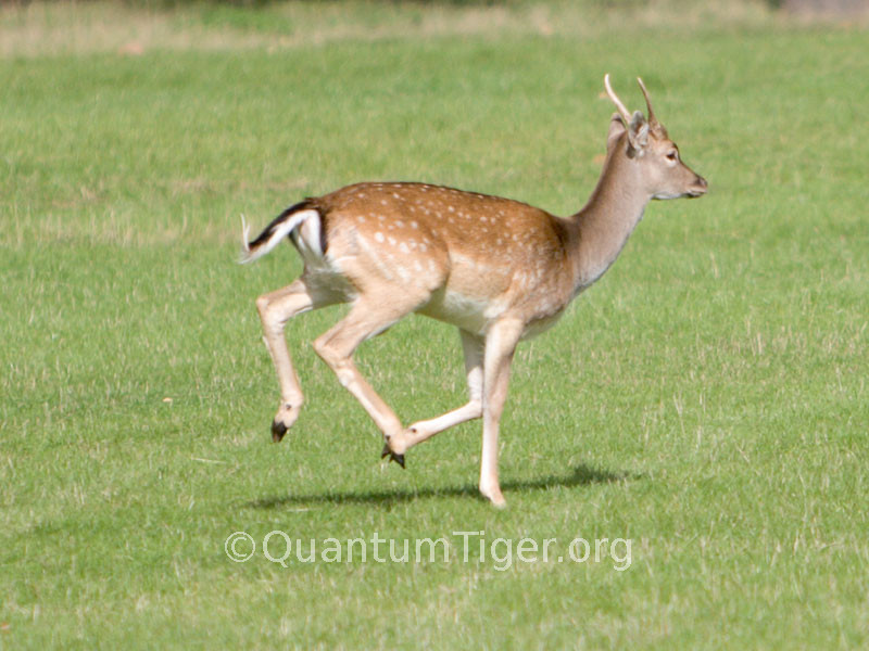 A young falllow deer stag